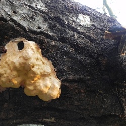 Fuligo luteonitens