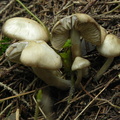 Lyophyllum eustygium