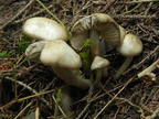 Lyophyllum eustygium