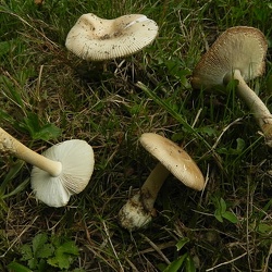 Genre Amanita