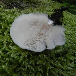 Genre Pleurocybella