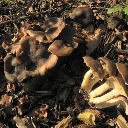 Genre Lyophyllum