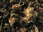 Lyophyllum loricatum