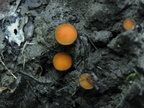Scutellinia umbrorum 
