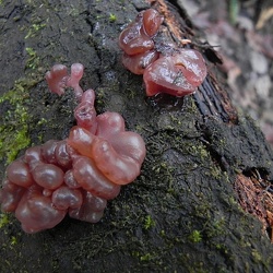 Genre Ascotremella