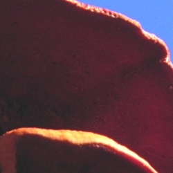 Genre Pycnoporus