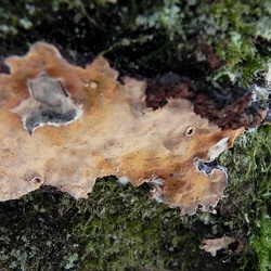 Genre Haematostereum