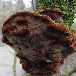 Genre Phylloporia
