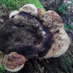 Genre Ischnoderma