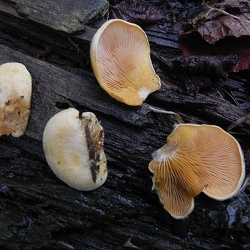 Genre Phyllotopsis