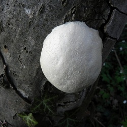 Genre Reticularia
