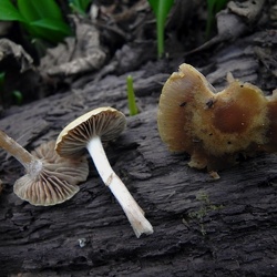 Genre Meottomyces