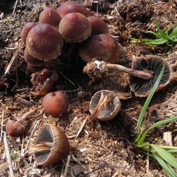 Genre Panaeolus