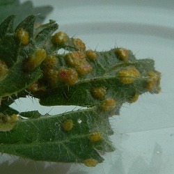 Genre Puccinia