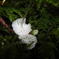 Genre Hemimycena