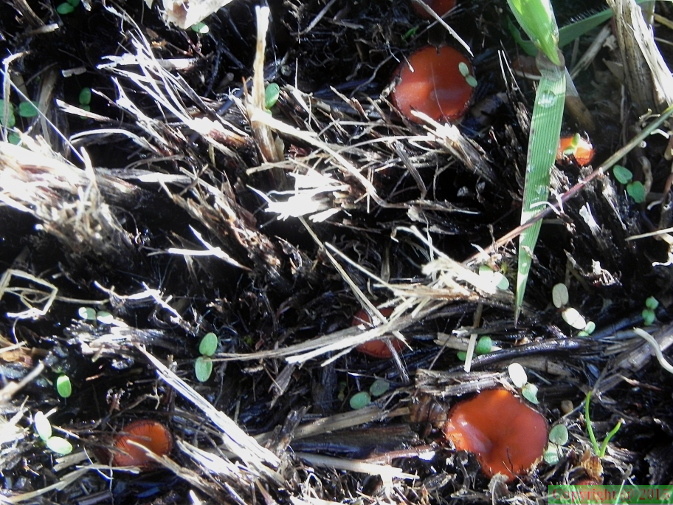 Scutellinia scutellata