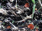 Scutellinia scutellata