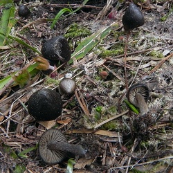 Genre Entoloma