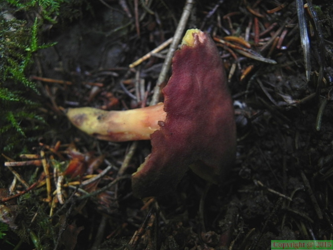 Phylloporus pelletieri