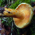 Lactarius salmonicolor