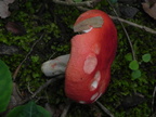 Russula luteotacta