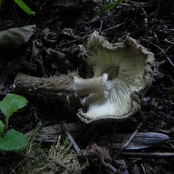 Genre Echinoderma