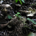 Echinoderma calcicola