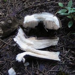 Genre Porphyrellus