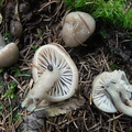 Hygrocybe unguinosa