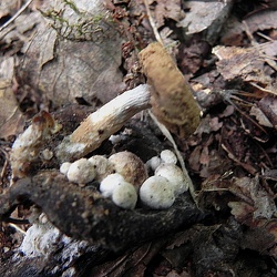 Genre Asterophora