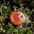 Russula nana