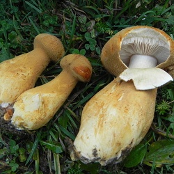Genre Phaeolepiota