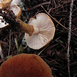 Genre Cystoderma