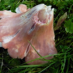 Genre Hygrocybe