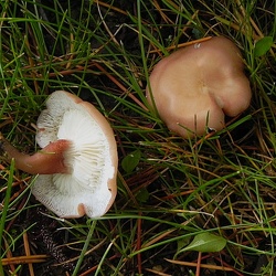 Genre Rugosomyces