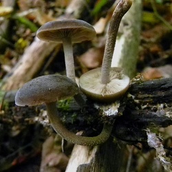 Genre Simocybe