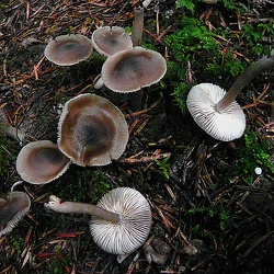 Genre Hydropus