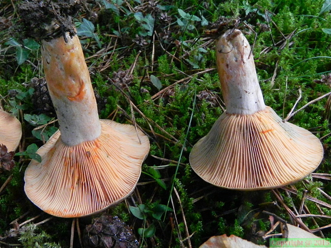 Lactarius semisanguifluus