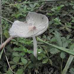 Genre Coprinopsis