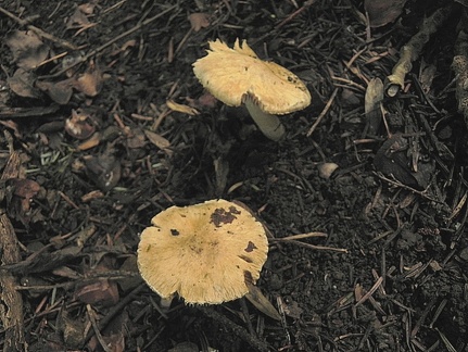 Inocybe queletii