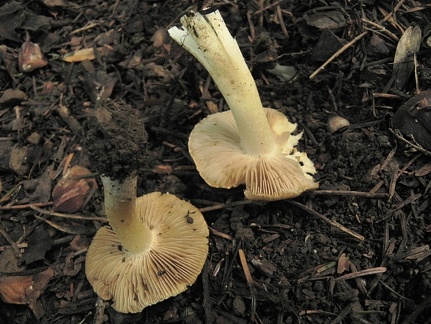 Inocybe queletii