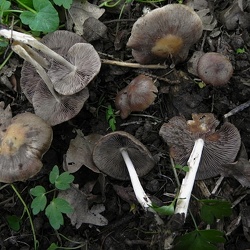 Genre Psathyrella