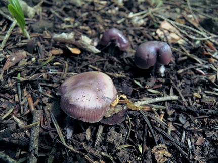 Mycena diosma