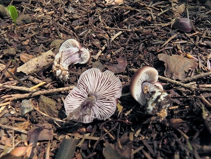 Mycena diosma