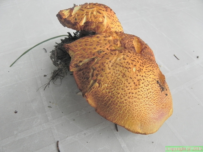Tricholomopsis rutilans var. variegata