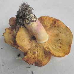 Genre Tricholomopsis