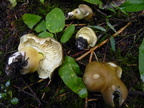 Tricholoma saponaceum f. napipes