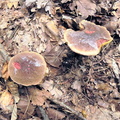 Xerocomus pruinatus