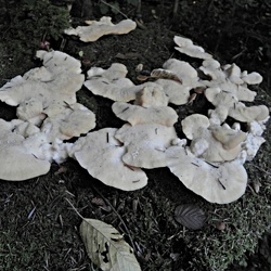 Genre Tyromyces