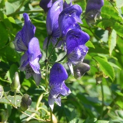 Aconitum